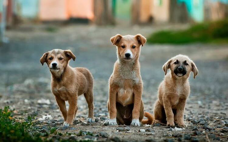 panacur for dogs homelabvet