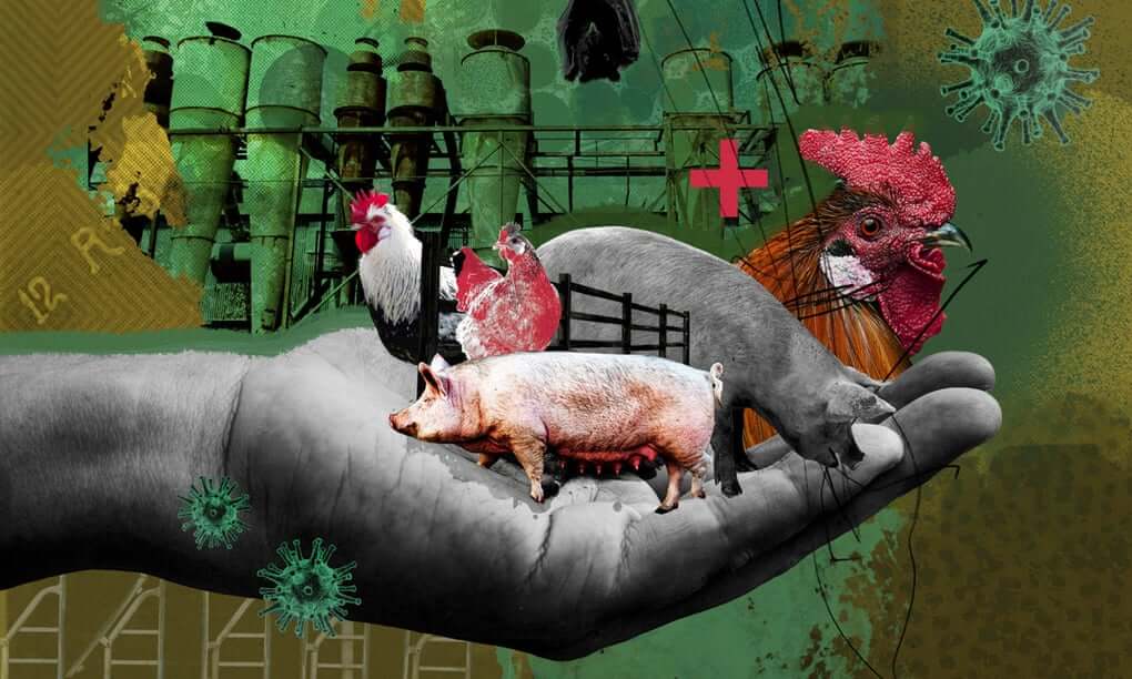 farm animals covid