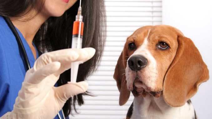 fenbendazol for dog