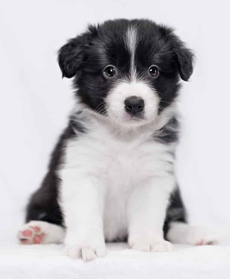 Border Collie Puppy