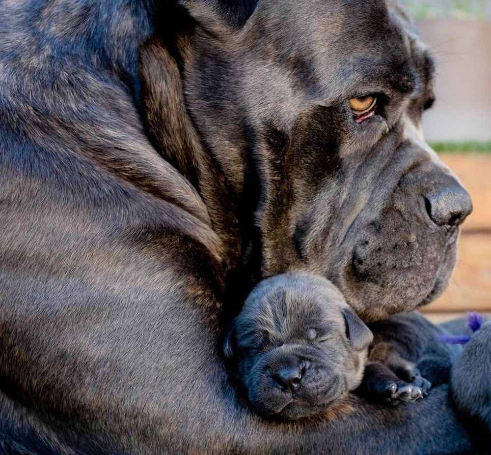Cane Corso Italian Mastiff with puppy