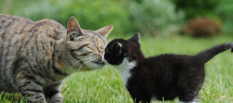 Cat-sniffing-kitten-fenbendazole