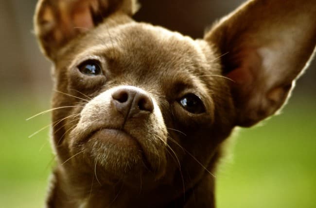 Chihuahua dog