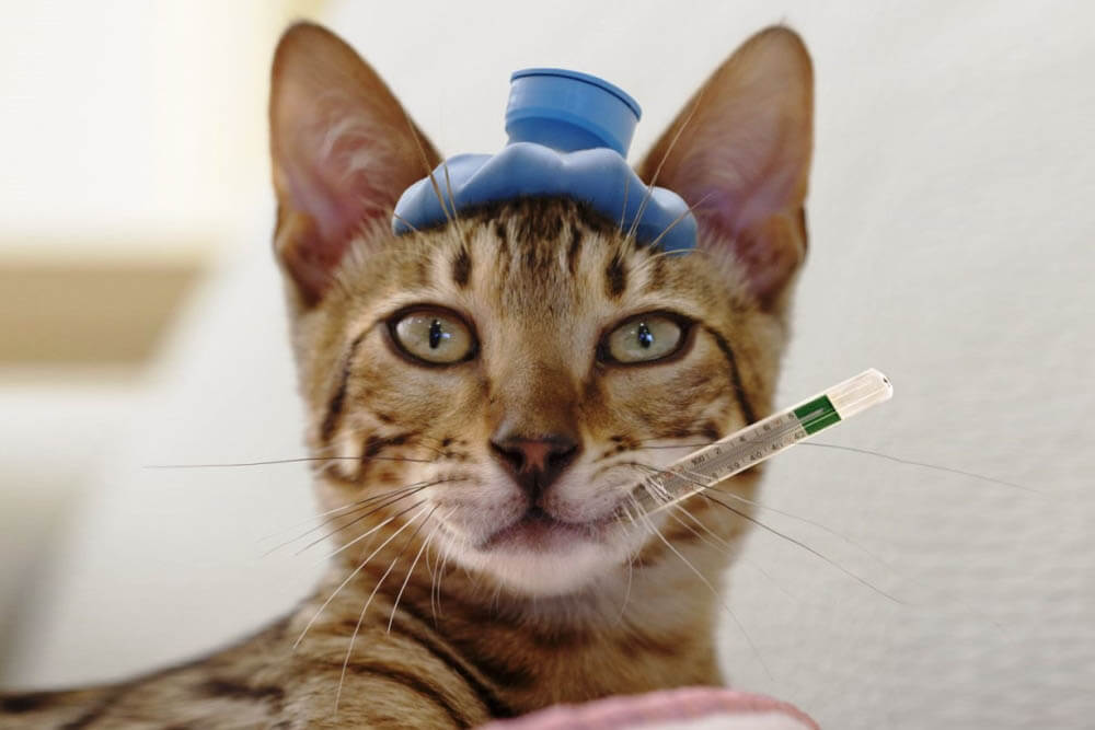 covid and pets online pet pharmacy homelabvet