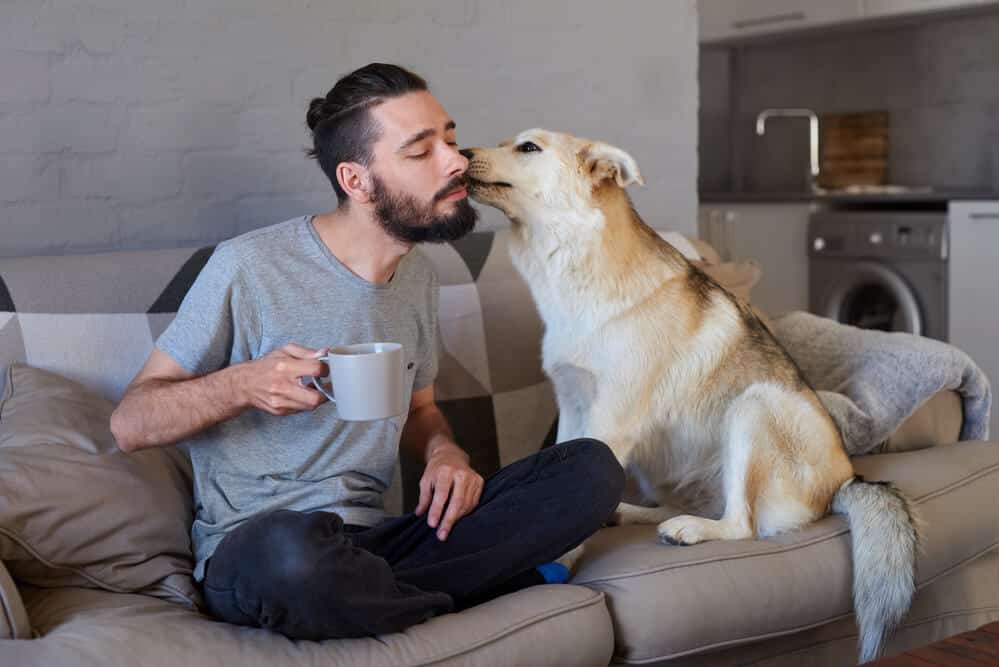 panacur for dogs fenbendazole