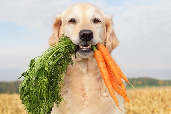 Dog with carrot pet medicine pharmacy