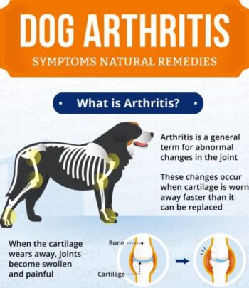 Dog Arthritis