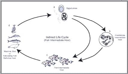 Nematode In direct Light