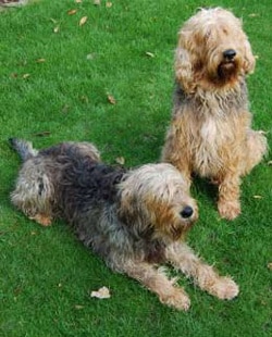 Otterhound dog breed