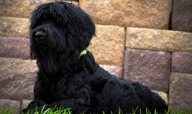 Russian black Terrier