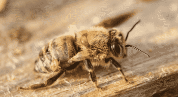 Varroa Mite Attacking Honey Bee online veterinary pharmacy