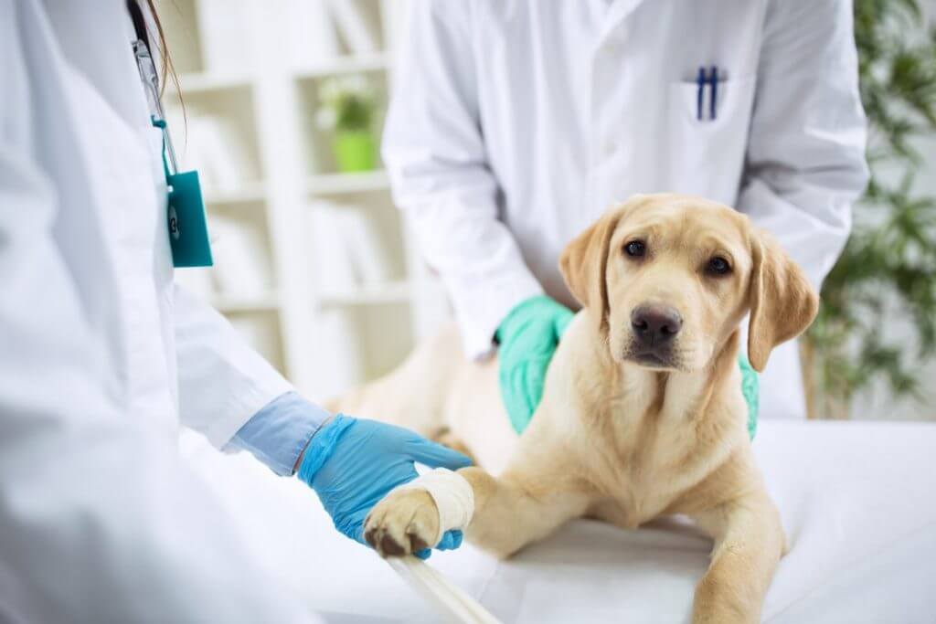 animal-cancer treatment fenbendazole