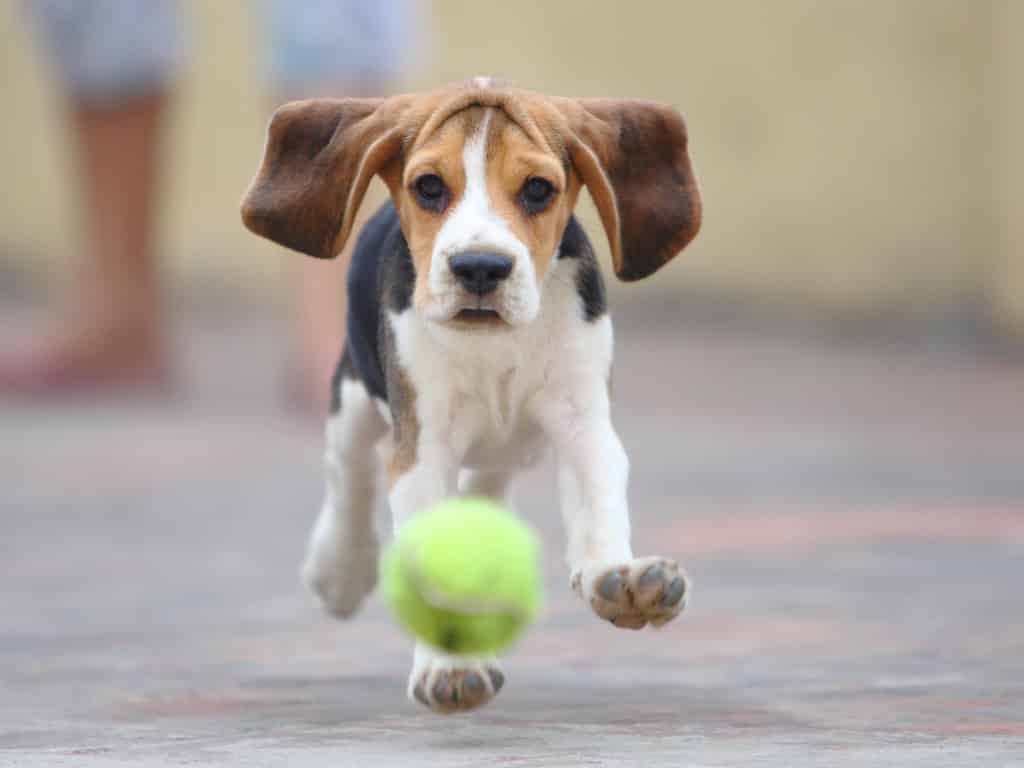 beagle dog playing