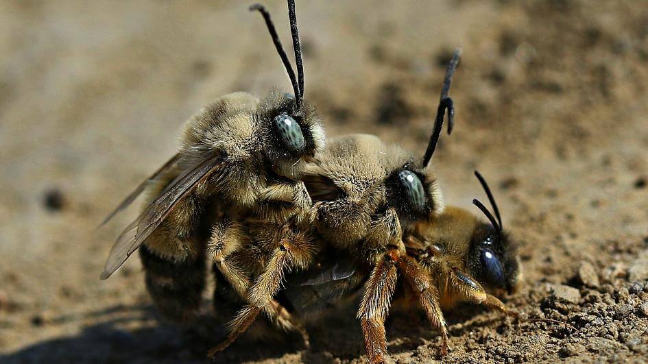 bees having sex homelabvet Taktic Amitraz