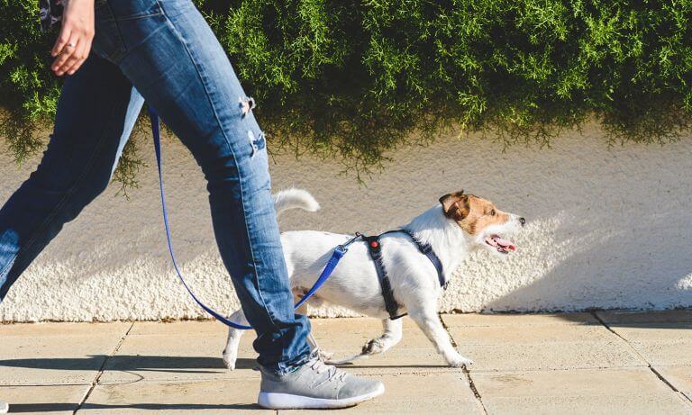canine helps pet medications online homelabvet