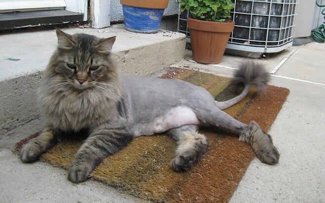 cat shaved like a lion homelabvet store