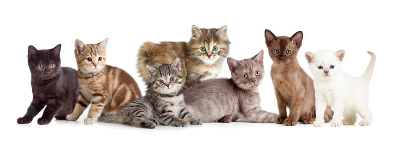 fenbendazole for kitten panacur
