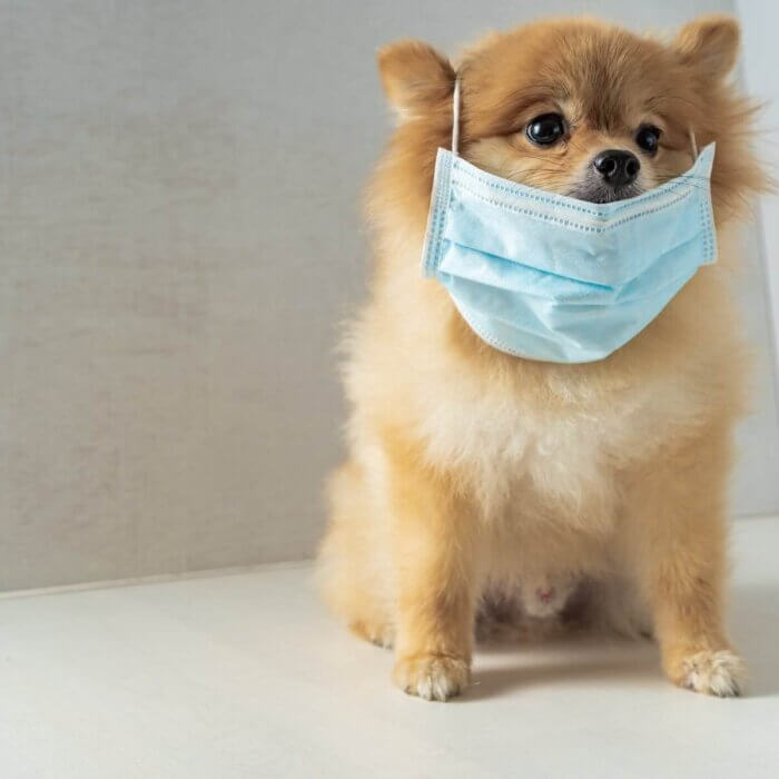 covid and pets online pet pharmacy homelabvet