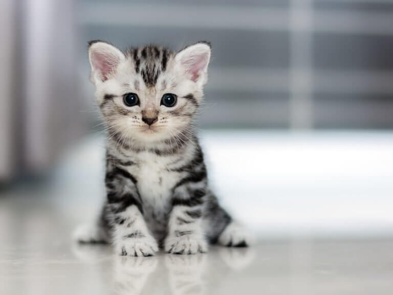 cute cat fenbendazole helmintazole for dogs buy