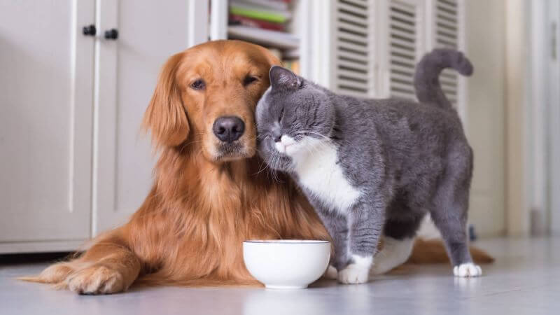dog and cat helmintazole fenben panacur