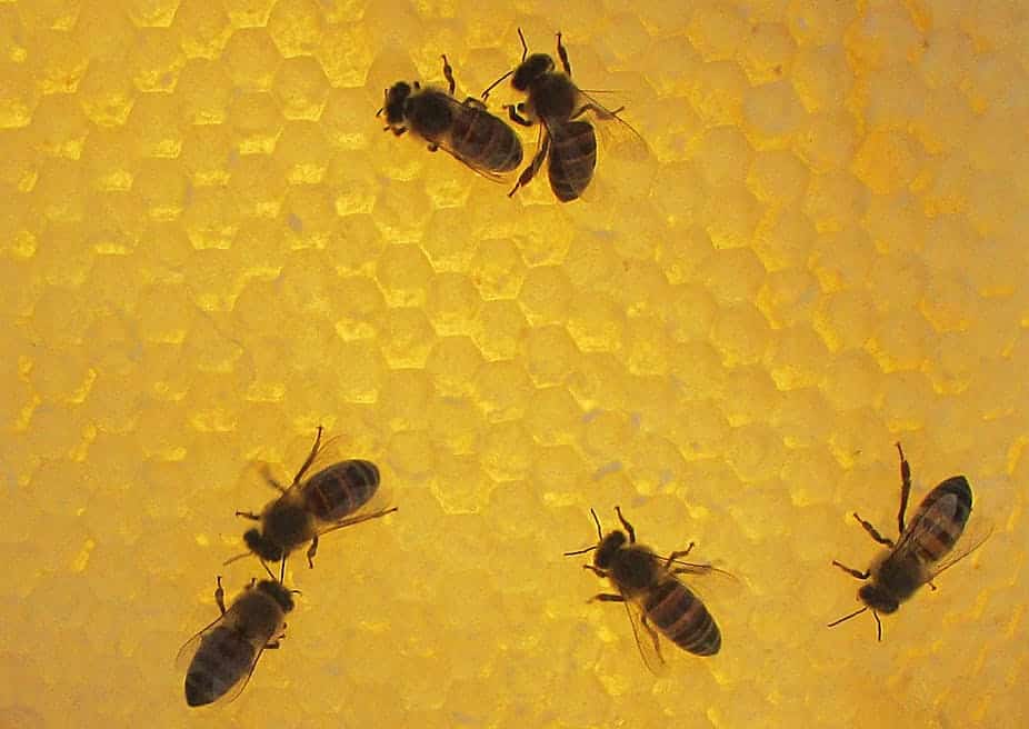 honey bees homelabvet Taktic Amitraz price