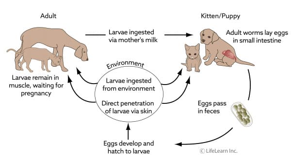 hookworm lifecycle dog