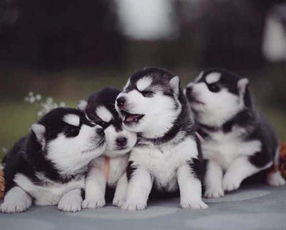 husky puppies 1