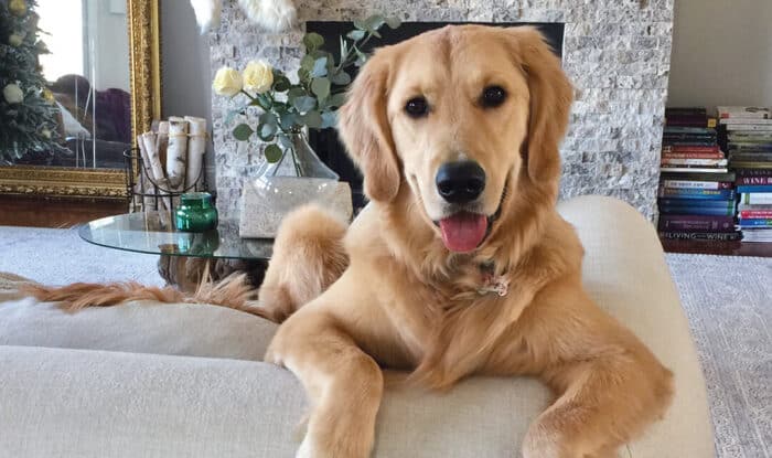 labrador my pet veterinary prescriptions online