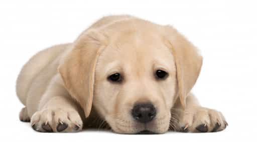 labrador puppies