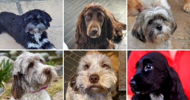 lost dogs online pet pharmacy homelabvet