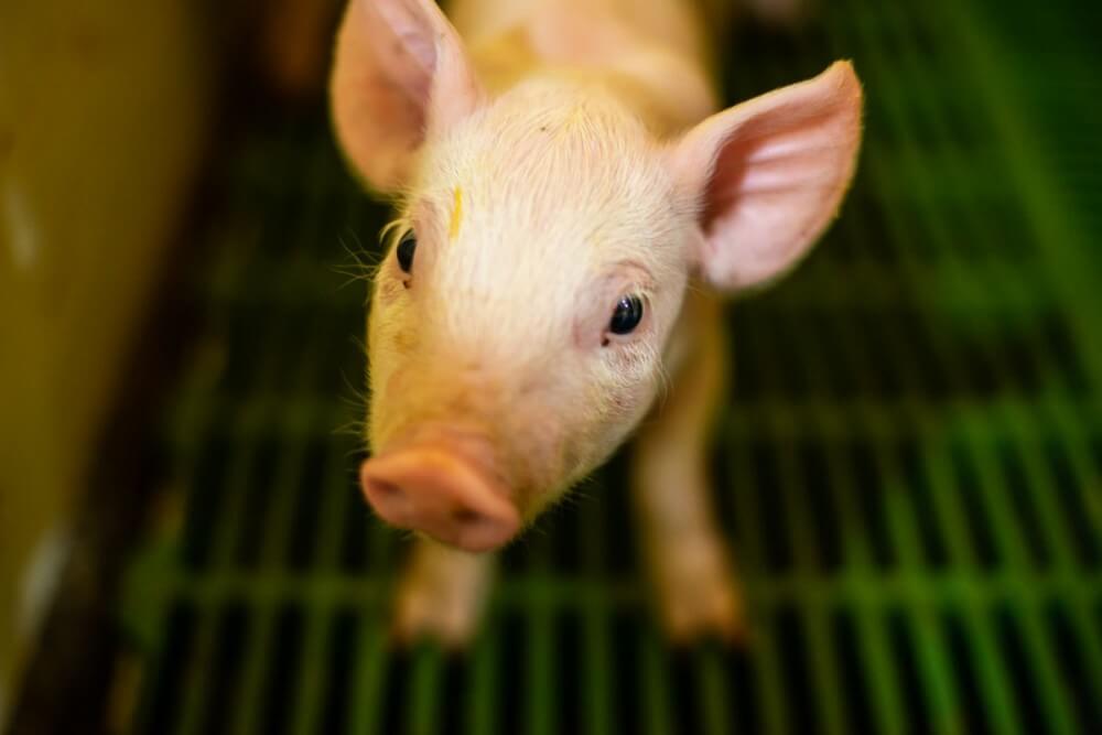 piglet_on_a_factory_farm online vet pharmacy