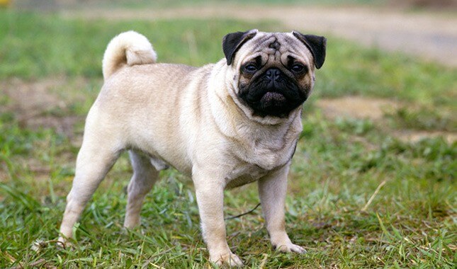 pug dog pet pharmacy