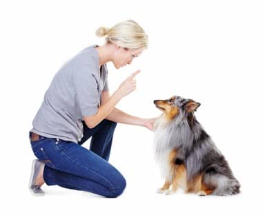 Spanking dog
