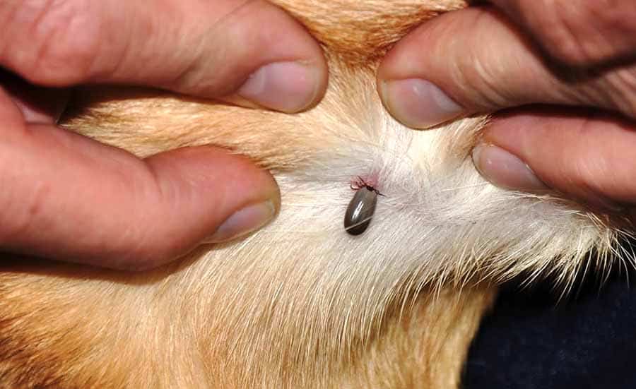 tick in dog