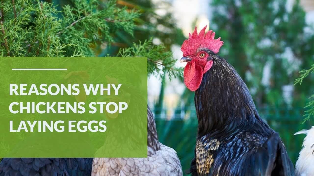 why chickens stop laying eggs