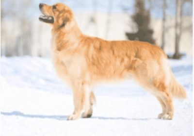 Retriever